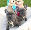 Adorable french bulldog puppies